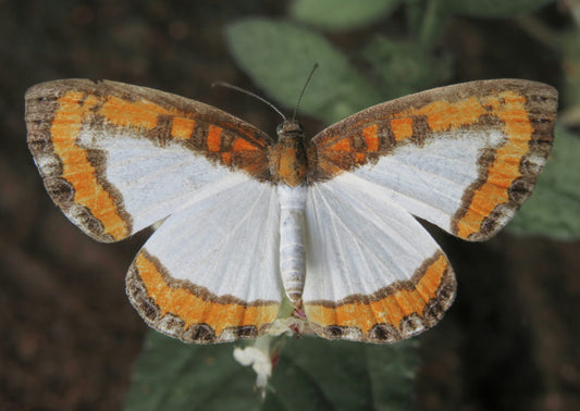 Breathe with the Amazon: Embracing Nature's Vitality