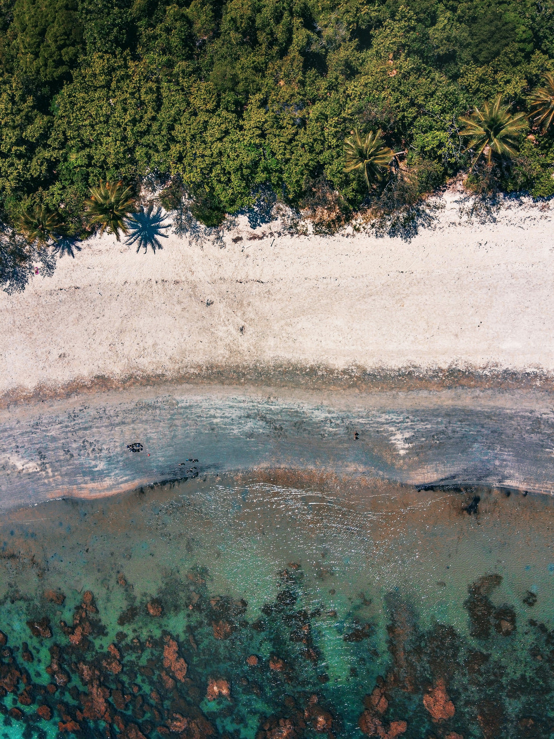 Dive into the Wonders of the Great Barrier Reef